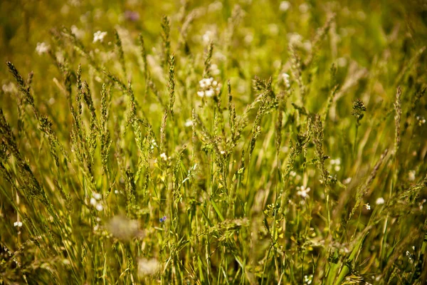 Campo grama fundo, profundidade rasa de campo — Fotografia de Stock