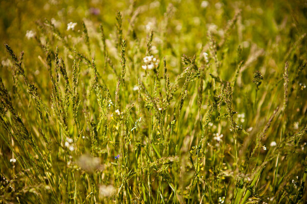 Field grass background, shallow depth of field