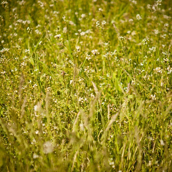 Campo grama fundo, profundidade rasa de campo — Fotografia de Stock