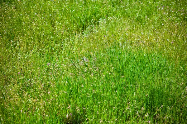 Campo de hierba de fondo, poca profundidad de campo — Foto de Stock