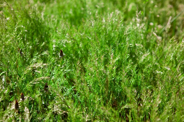 Field grass background, shallow depth of field — Stock Photo, Image