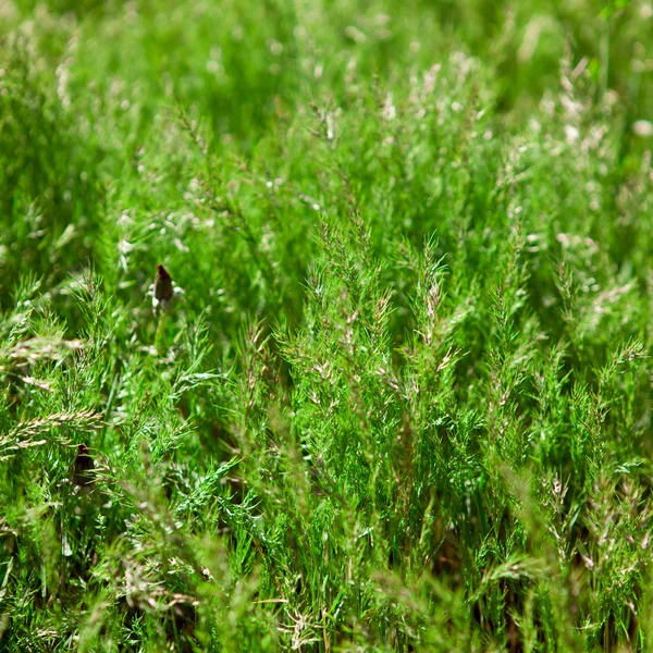 牧草背景，浅景深 — 图库照片