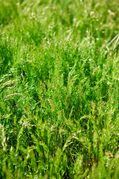 Fundo de ervas, profundidade rasa do campo — Fotografia de Stock