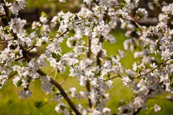 Blooming apple tree — Stock Photo, Image