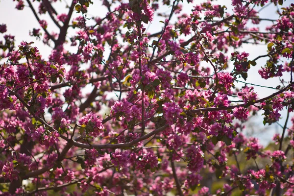 Blühender Apfelbaum — Stockfoto