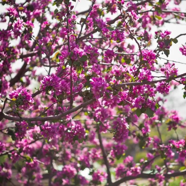 Blooming apple tree — Stock Photo, Image