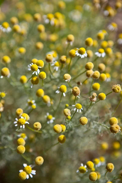 Bush kvetoucí daisies, mělké hloubky ostrosti — Stock fotografie