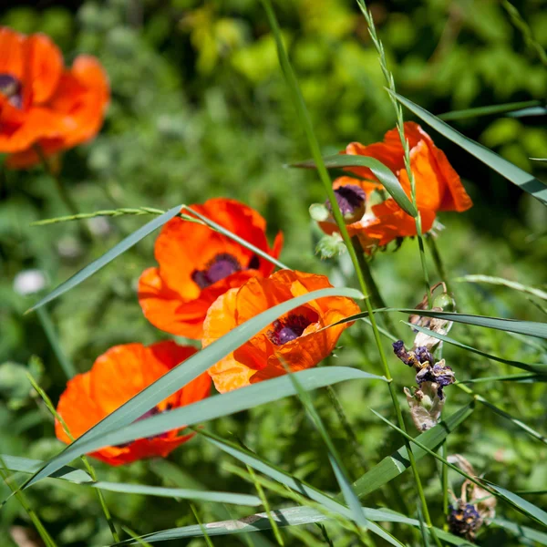Çimen çiçek haşhaş — Stok fotoğraf