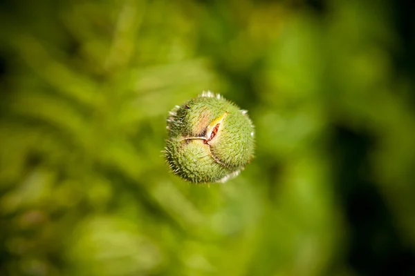 Scatola chiusa papavero vista dall'alto — Foto Stock