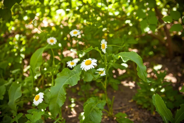 Prairie de marguerites en fleurs — Photo