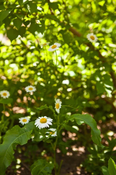 Prairie de marguerites en fleurs — Photo