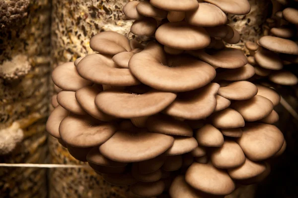 Os cogumelos de ostra crescem em um substrato feito da casca de sementes Fotografia De Stock