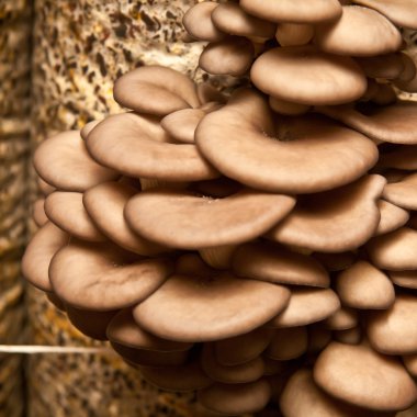 istiridye mantar portre