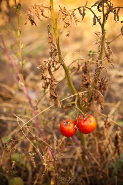Sonbaharda Bush olgun domates