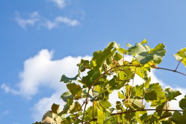 Mavi gökyüzü arka plan üzerinde asma