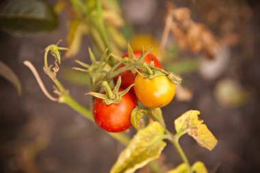 Sonbaharda Bush olgun domates