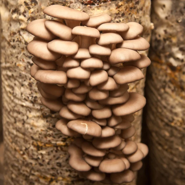 Oyster mushrooms closeup — Stock Photo, Image