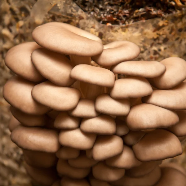 Champiñones de ostra primer plano —  Fotos de Stock