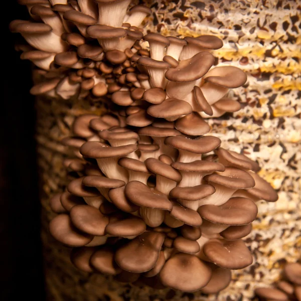 Oyster mushrooms closeup — Stock Photo, Image