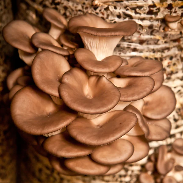 Oyster mushrooms closeup — Stock Photo, Image