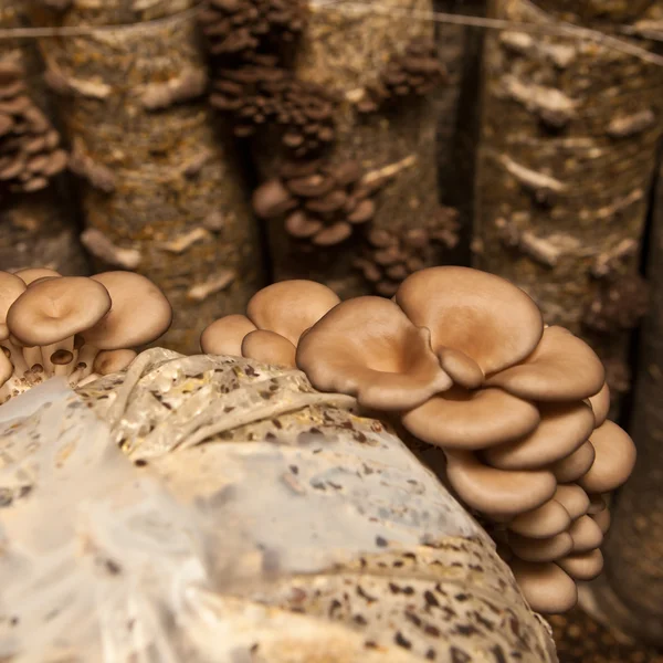 Ostra cogumelos closeup — Fotografia de Stock