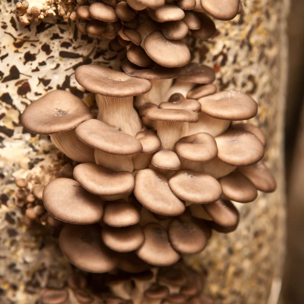 Oyster mushrooms closeup — Stock Photo, Image