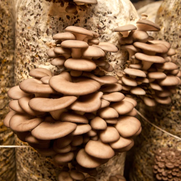 istiridye mantar portre