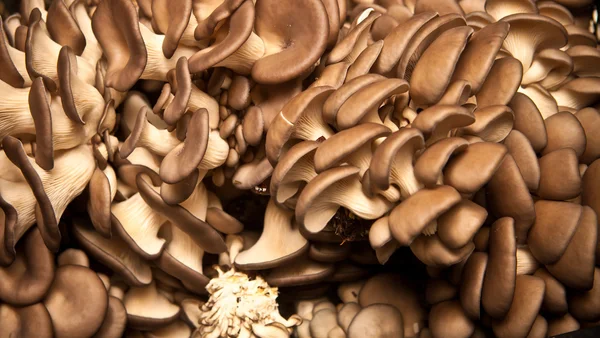 Background oyster mushrooms — Stock Photo, Image