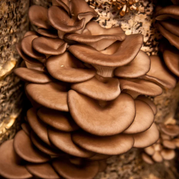 Oyster mushrooms closeup — Stock Photo, Image