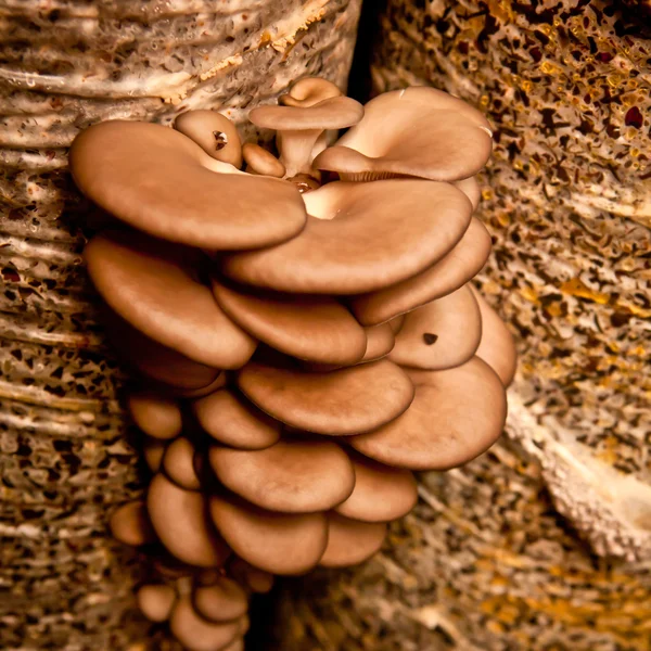 Funghi ostrica primo piano — Foto Stock