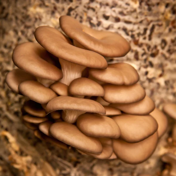 Устричные грибы крупным планом — стоковое фото