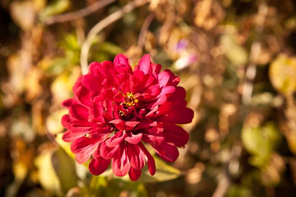 Aster, kvetoucí v květinového záhonu — Stock fotografie