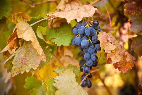 Bunch of blue grapes on vine — Stock Photo, Image