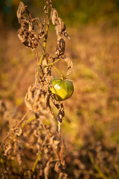 Green tomatoes on the bush — Stock Photo, Image