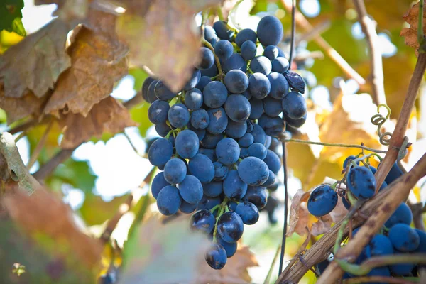 Пучок голубого винограда на виноградной лозе — стоковое фото
