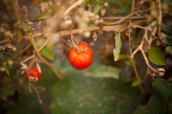 Ripe tomatoes on the bush in autumn, shallow depth of field — Stock Photo, Image