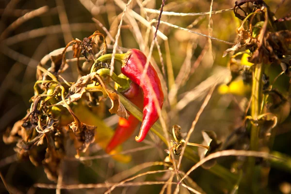 Red hot pepper on the bush — Stock Photo, Image