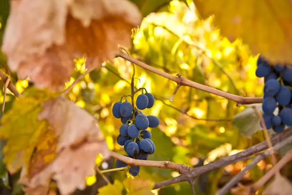 Ramo de uvas azules sobre vid — Foto de Stock