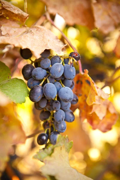 Bunch of blue grapes on vine — Stock Photo, Image