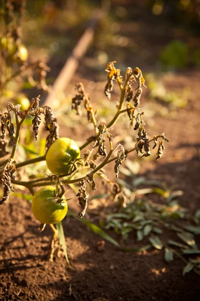 Pomodori verdi sul cespuglio — Foto Stock