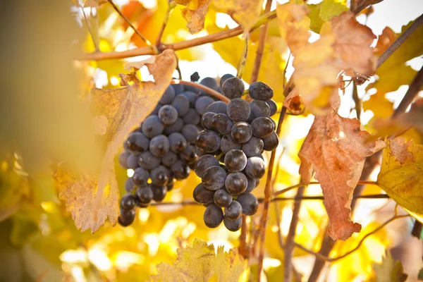 Bunch of blue grapes on vine — Stock Photo, Image