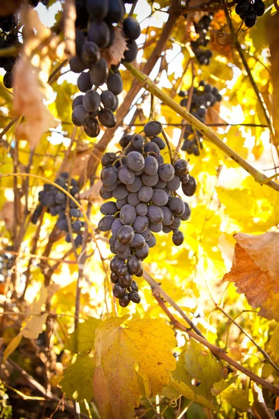 Bunch of blue grapes on vine — Stock Photo, Image