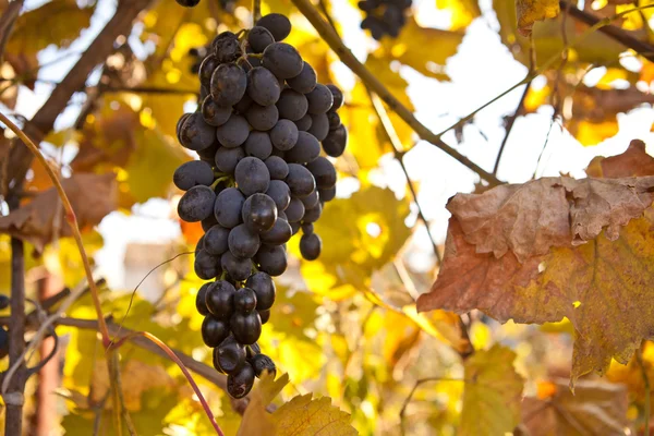 Ramo de uvas azules sobre vid — Foto de Stock