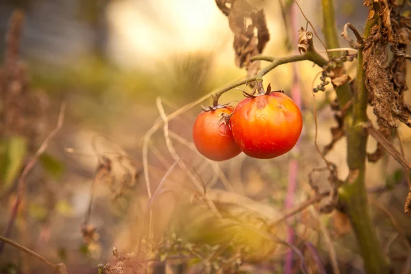Ripe tomatoes on the bush in autumn — Stock Photo, Image