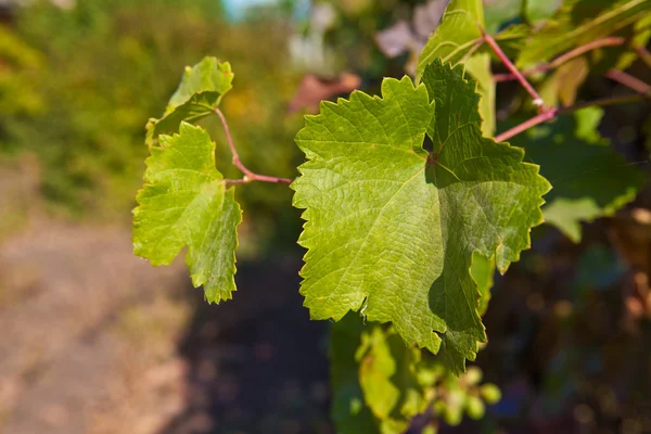 Hojas de uva en un día soleado —  Fotos de Stock