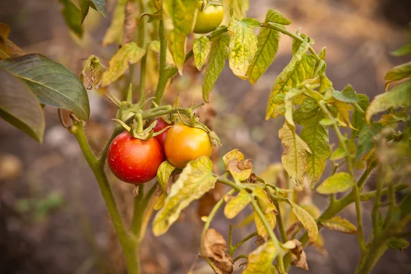 Reife Tomaten im Herbst am Strauch — Stockfoto