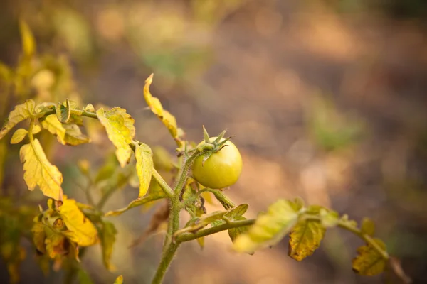 Green tomatoes on the bush — Stock Photo, Image