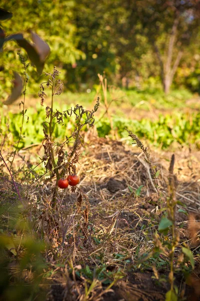 Reife Tomaten im Herbst am Strauch — Stockfoto