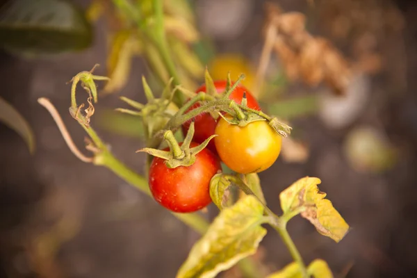 布什在秋天的成熟番茄 — 图库照片