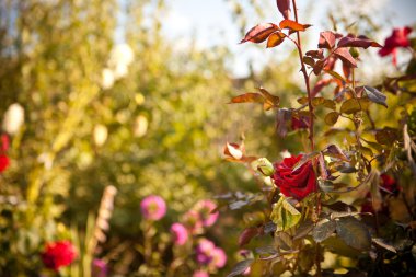 Bir yatakta Gül Bush